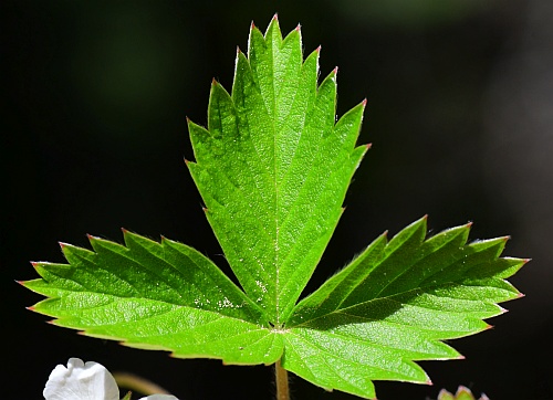 Fragaria_vesca_leaf1.jpg