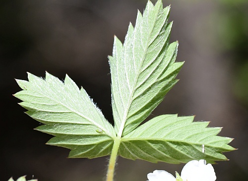 Fragaria_vesca_leaf2.jpg