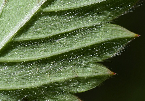 Fragaria_vesca_leaf2a.jpg