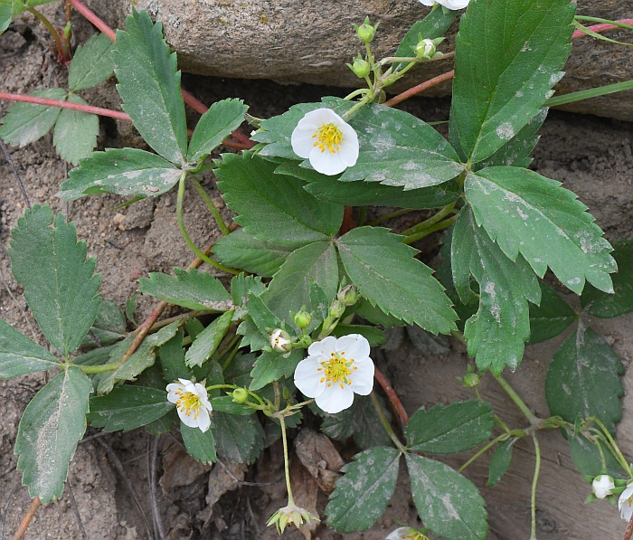 Fragaria_vesca_plant.jpg