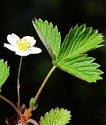 Fragaria vesca thumbnail