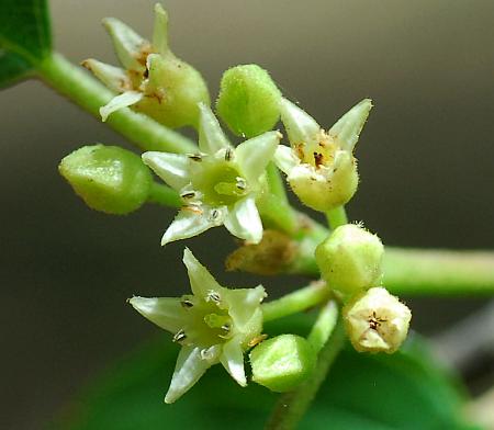 Frangula_caroliniana_flowers.jpg