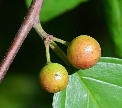 Frangula_caroliniana_fruits1.jpg