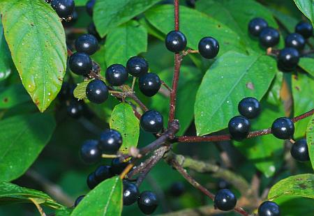 Frangula_caroliniana_fruits2.jpg