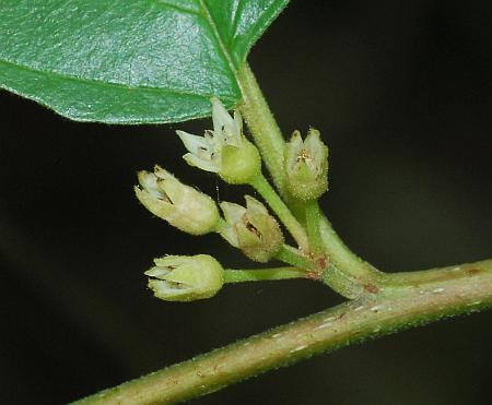 Frangula_caroliniana_inflorescence.jpg
