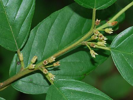 Frangula_caroliniana_inflorescences.jpg