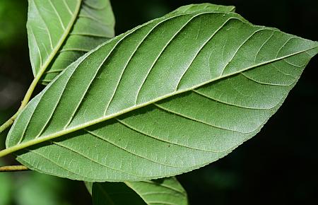 Frangula_caroliniana_leaf2.jpg
