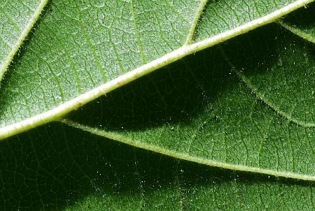 Frangula_caroliniana_leaf2a.jpg