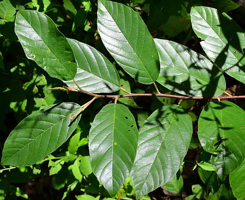 Frangula_caroliniana_leaves1.jpg