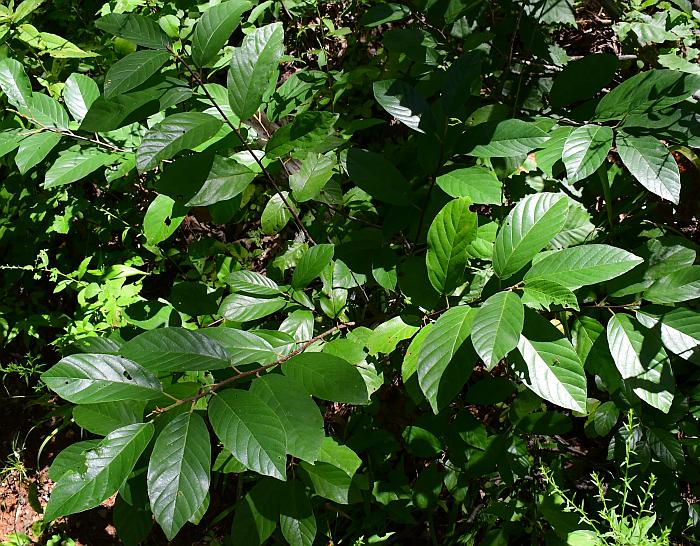 Frangula_caroliniana_plant.jpg