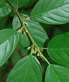 Frangula caroliniana thumbnail