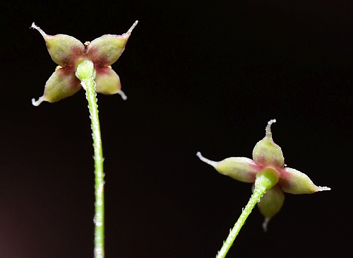 Galium_arkansanum_corollas2.jpg