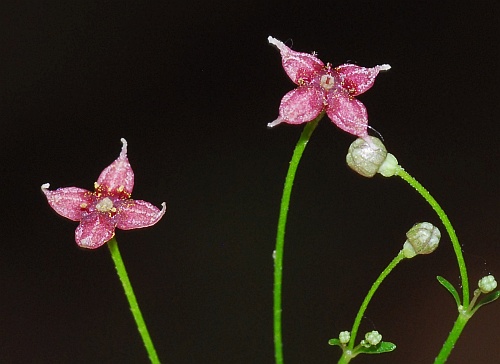 Galium_arkansanum_flowers.jpg