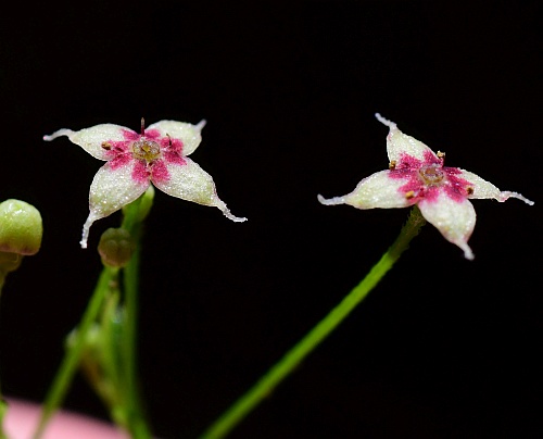 Galium_arkansanum_flowers0.jpg
