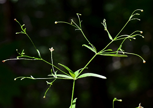 Galium_arkansanum_inflorescence0.jpg