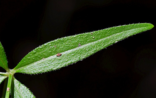 Galium_arkansanum_leaf1.jpg