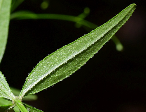 Galium_arkansanum_leaf2.jpg