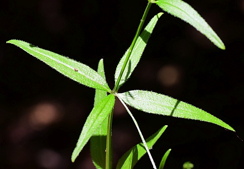 Galium_arkansanum_leaves1.jpg