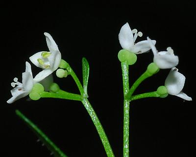 Galium_obtusum_flowers2.jpg