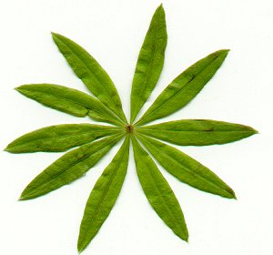 Galium_odoratum_leaves.jpg