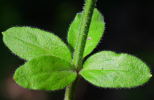 Galium_pilosum_leaf1.jpg