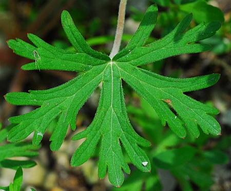 Geranium_carolinianum_leaf1.jpg