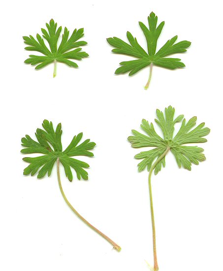 Geranium_carolinianum_leaves.jpg