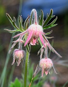 Geum triflorum thumbnail