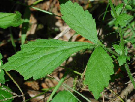 Geum_virginianum_leaf.jpg
