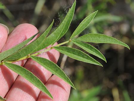 Glycyrrhiza_lepidota_leaf1.jpg