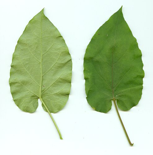Gonolobus_suberosus_leaves.jpg