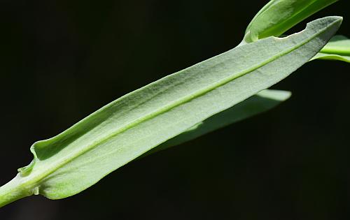 Gypsophila_elegans_leaf2.jpg