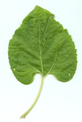 Helianthus_annuus_lower_leaf.jpg