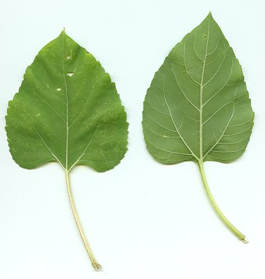Helianthus_annuus_upper_leaves.jpg