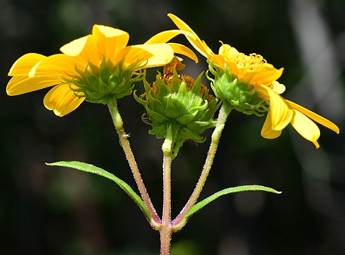 Helianthus_hirsutus_inflorescence.jpg