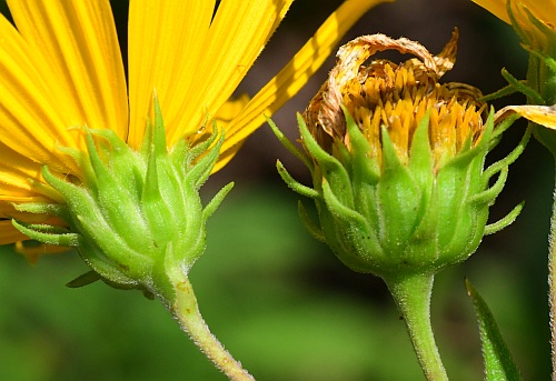 Helianthus_hirsutus_involucres.jpg