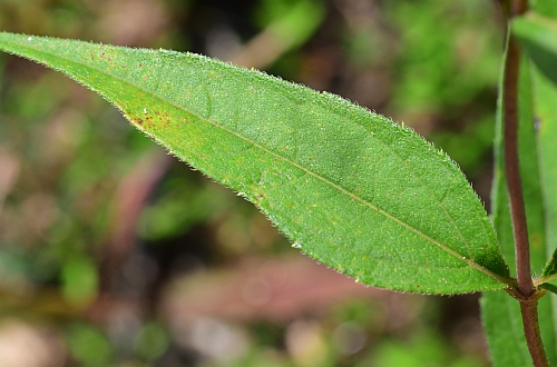 Helianthus_hirsutus_leaf1.jpg