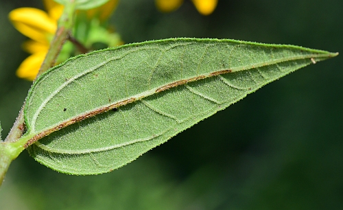 Helianthus_hirsutus_leaf2.jpg