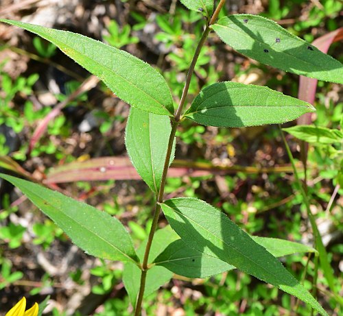 Helianthus_hirsutus_leaves1.jpg