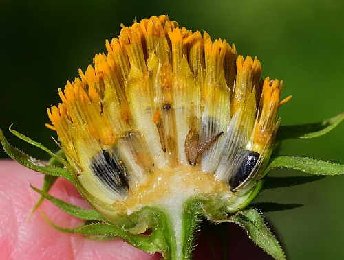 Helianthus_hirsutus_receptacle.jpg