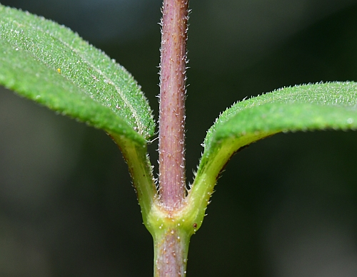 Helianthus_hirsutus_stem1.jpg