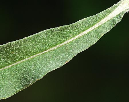 Helianthus_maximiliani_leaf1.jpg