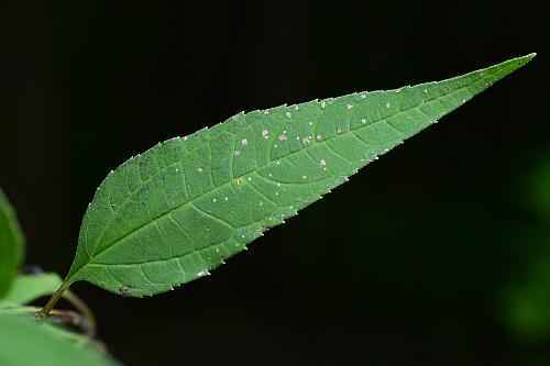Helianthus_microcephalus_leaf1.jpg
