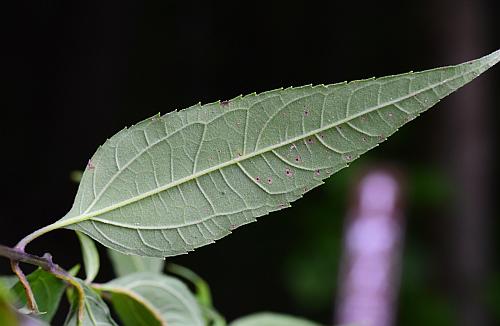 Helianthus_microcephalus_leaf2.jpg