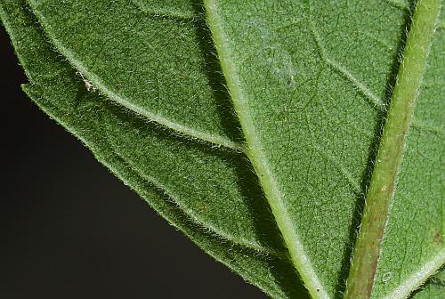 Helianthus_microcephalus_leaf2a.jpg