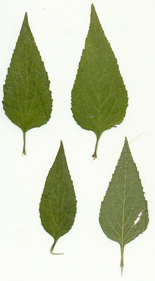 Helianthus_microcephalus_leaves.jpg