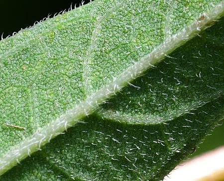 Helianthus_occidentalis_leaf2a.jpg