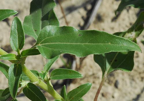 Helianthus_petiolaris_leaf1.jpg