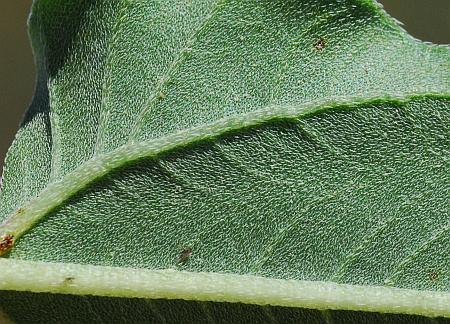Helianthus_petiolaris_leaf2a.jpg