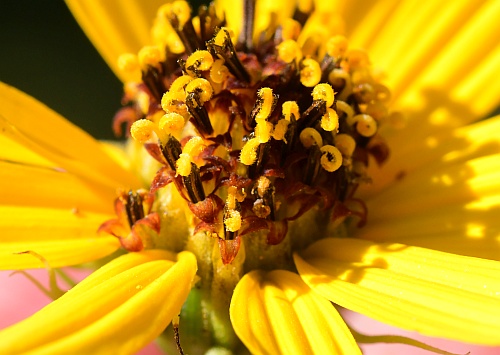 Helianthus_salicifolius_florets.jpg